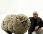 معروف‌ترین گوسفند جهان +‌ عکس