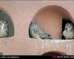 تصاویری زیبا از باغ پرندگان اصفهان