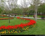 عکس: باغ گل‌های پیازی در مشهد
