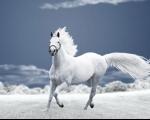 اسب سفید وحشی اثر منوچهر آتشی