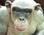 کشف یک میمون بسیار عجیب در نیجریه+عکس