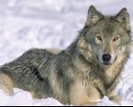 معرفی انواع گرگ ها