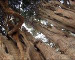 کهن‌ترین درختان جهان در یزد