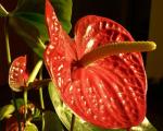 گل بسیار زیبا و عجیب فلامینگو +عکس