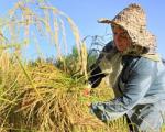 تاریخ مصرف برنج‌های خبرساز پایان سال تمام می‌شود