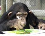 شامپانزه نقاش در سبك پست اكسپرسیونیسم در برزیل!