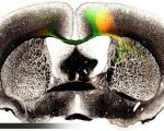 اولین تصویر سه بعدی از مغز موش
