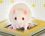 ساخت پردازنده جدید آ‌ی‌بی‌ام با شبیه‌سازی مغز موش