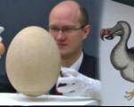 حراج بزرگترین تخم پرنده جهان در لندن