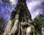 قدیمی ترین درخت جهان نابود شد + عکس