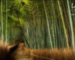 زیبایی های بی نظیر جنگل بامبو در ژاپن