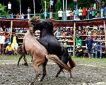 نبرد خونین اسب‌ها در فیلیپین + عکس