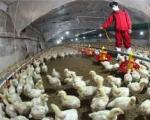 تناقضاتی درباره شیوع آنفلوانزای مرغی در ایران