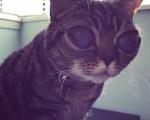 (تصاویر) گربه‌ای که به خاطر چشم‌هایش معروف شد