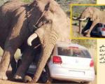 اتومبیلی با چند سرنشین زیر پاهای فیل خشمگین(+عکس)