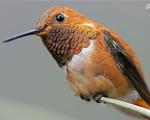 کوچک‌ترین پرنده جهان (+تصاویر)