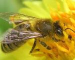 تولید عسل زنبور ندیده در کشور !