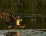لحظات حیرت انگیز از شکار عقاب افریقایی