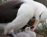 پیرترین پرنده وحشی جهان برای چهلمین بار مادر شد