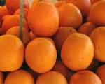 رییس اتحادیه مركبات:ذخیره سازی ۲۵۰ هزار تن پرتقال در شمال كشور