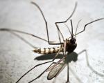 اگر نسل پشه‌ها منقرض شود چه اتفاقی می‌افتد؟