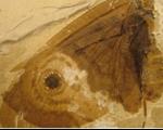 کشف قدیمی‌ترین فسیل پروانه جهان/پروانه‌ای که ۱۲۰ میلیون سال پیش منقرض شد