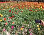 تصاویری زیبا از جشنواره گل های لاله‌