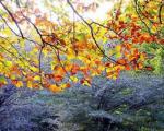 دلایل علمی تغییر رنگ درختان در فصل پاییز