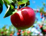 واکنش وزارت جهاد به عرضه سیب آمریکایی در بازار