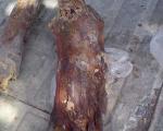 (تصویر) کشف جسد مومیایی در بم