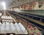 خمیرمرغ بازار تخم‌مرغ را برهم زد/ کشتار 1.2 میلیون مرغ پیر