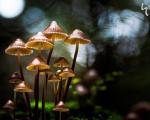 عکس: دنیای شگفت انگیز قارچ ها!