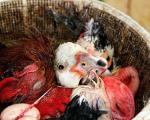 قتل عام تکان دهنده پرندگان در فریدونکنار(+عکس)