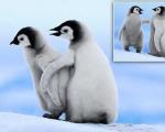 تصاویری از بچه پنگوئنی که دست دوستش را گرفت تا به او راه رفتن یاد دهد
