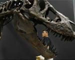 (تصویر) کشف فسیل گونه جدید از دایناسور