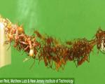 مورچه ها در ساخت پل نجات موفق ترند+ تصاویر