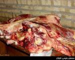 دستگیری فروشندگان گوشت الاغ +تصاویر