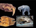 بازگشت فسیل‌های ٧ میلیون ساله ایران از آمریکا