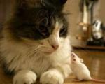 چرا برخی موش‌ها در برابر گربه‌ها «زامبی» می‌شوند؟