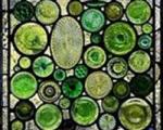 آشنایی با شیوه استفاده از شیشه‌های اضافی در باغ