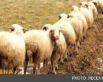 گوسفندان استرالیایی در راه ایران