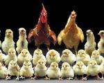 مرغ شش هزار تومانی نتیجه «تحریم» نیست، نتیجه «سوءمدیریت» است