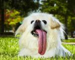 زبان درازترین سگ جهان! +عکس