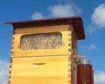 تولید عسل با گردش یک کلید فناورانه در کندو!