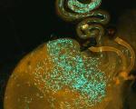 تصویر جالبی از جنگ اسپرم‌ها در دستگاه تولید مثل حشره میوه