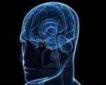 مغز انسان شفاف می شود/مشاهده دقیق مدارهای مغزی