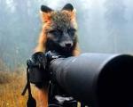 وقتی یک روباه عکاسی می کند!