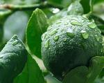 نحوه کاشت درخت لیمو ترش در خانه +عکس