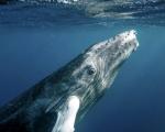 ردیابی دلفین‌ها و نهنگ‌ها با نقشه‌های آنلاین