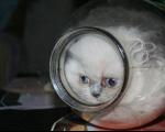زندگی گربه در شیشه مربا! + عکس